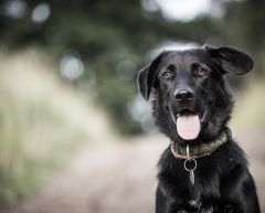 Pets are treated as property in English divorce Courts.