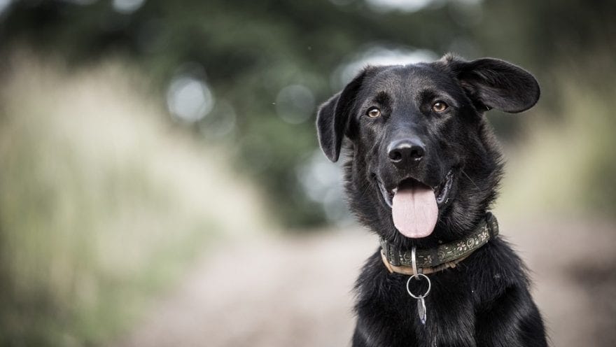 Pets are treated as property in English divorce Courts